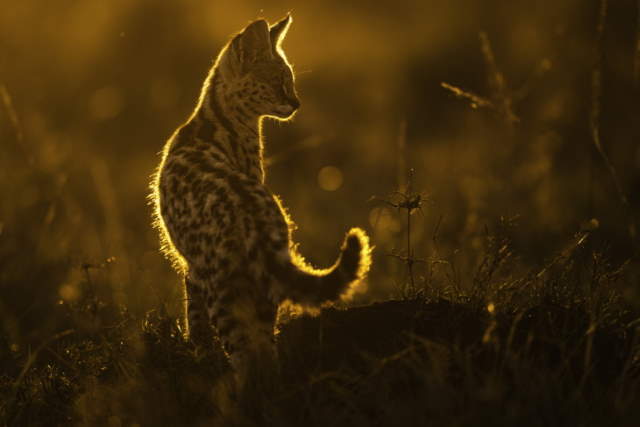 Shangrala's Mara Photo Winners