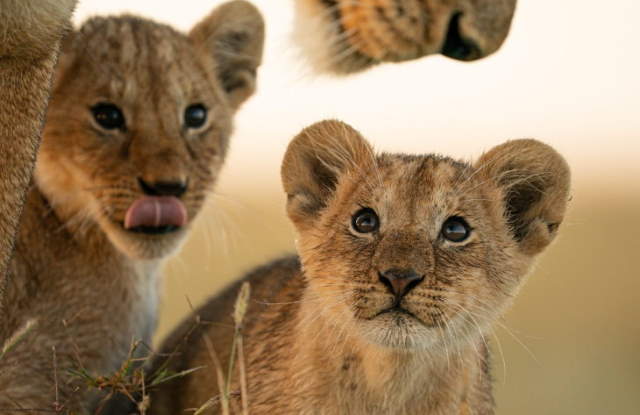 Shangrala's Mara Photo Winners