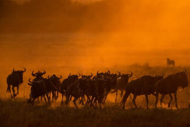 Shangrala's Mara Photo Winners