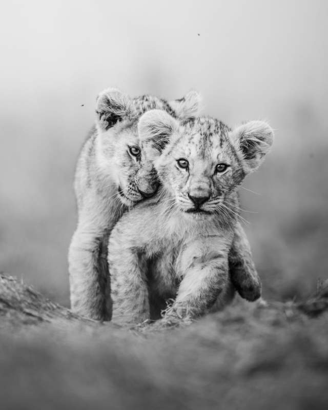Shangrala's Mara Photo Winners