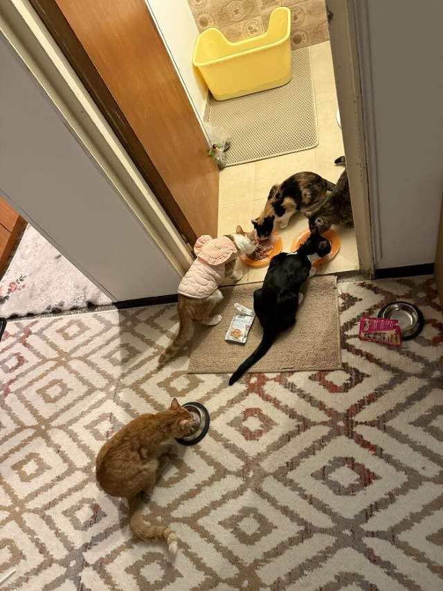 Shangrala's New Cat Owner's Stories!