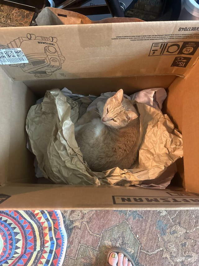 Shangrala's New Cat Owner's Stories!