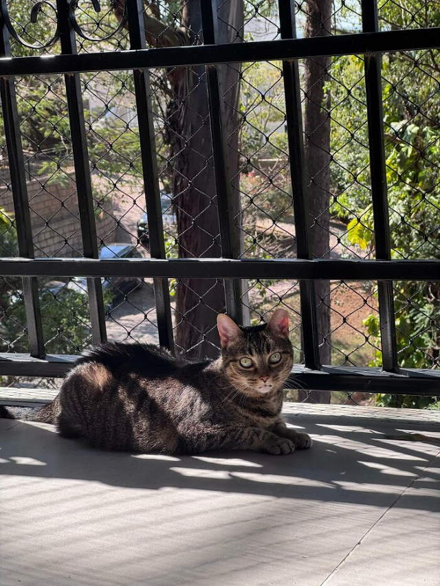 Shangrala's New Cat Owner's Stories!