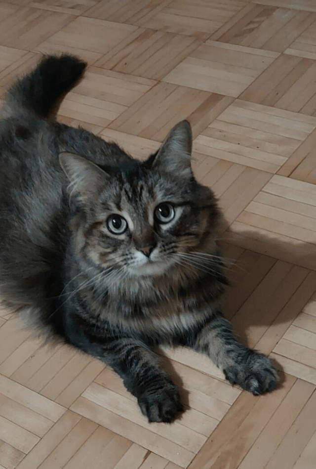 Shangrala's New Cat Owner's Stories!