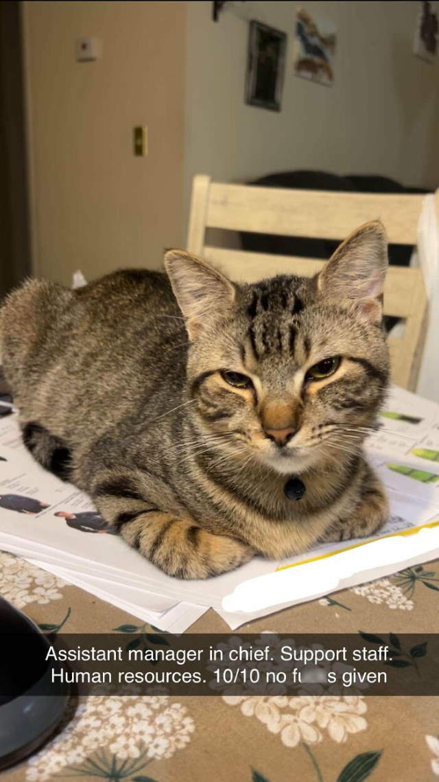 Shangrala's New Cat Owner's Stories!