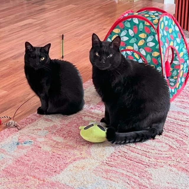 Shangrala's New Cat Owner's Stories!