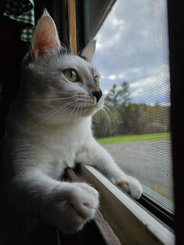 Shangrala's New Cat Owner's Stories!