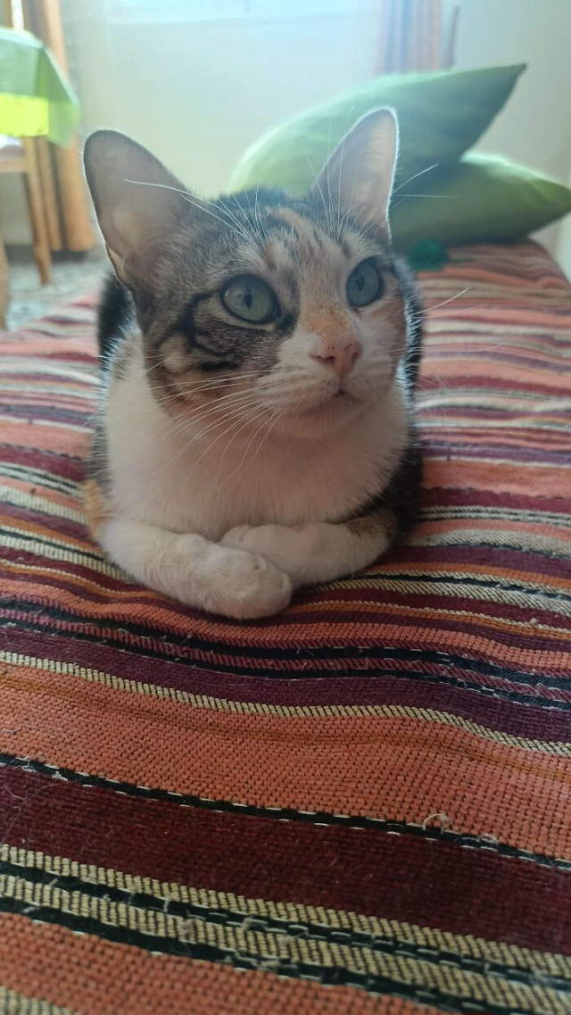 Shangrala's New Cat Owner's Stories!