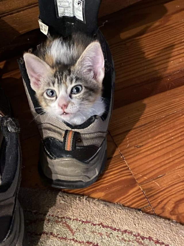 Shangrala's New Cat Owner's Stories!