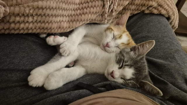 Shangrala's New Cat Owner's Stories!