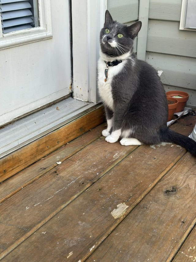 Shangrala's New Cat Owner's Stories!