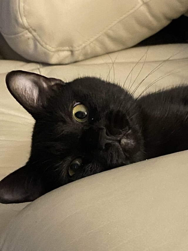 Shangrala's New Cat Owner's Stories!