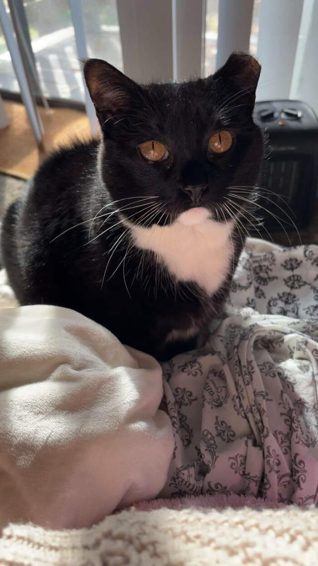 Shangrala's New Cat Owner's Stories!