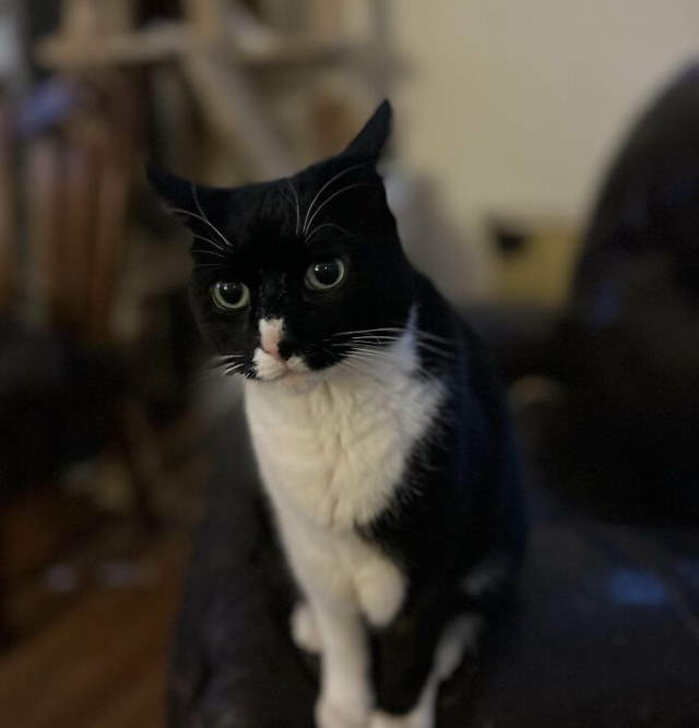 Shangrala's New Cat Owner's Stories!