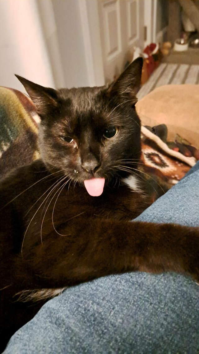 Shangrala's New Cat Owner's Stories!