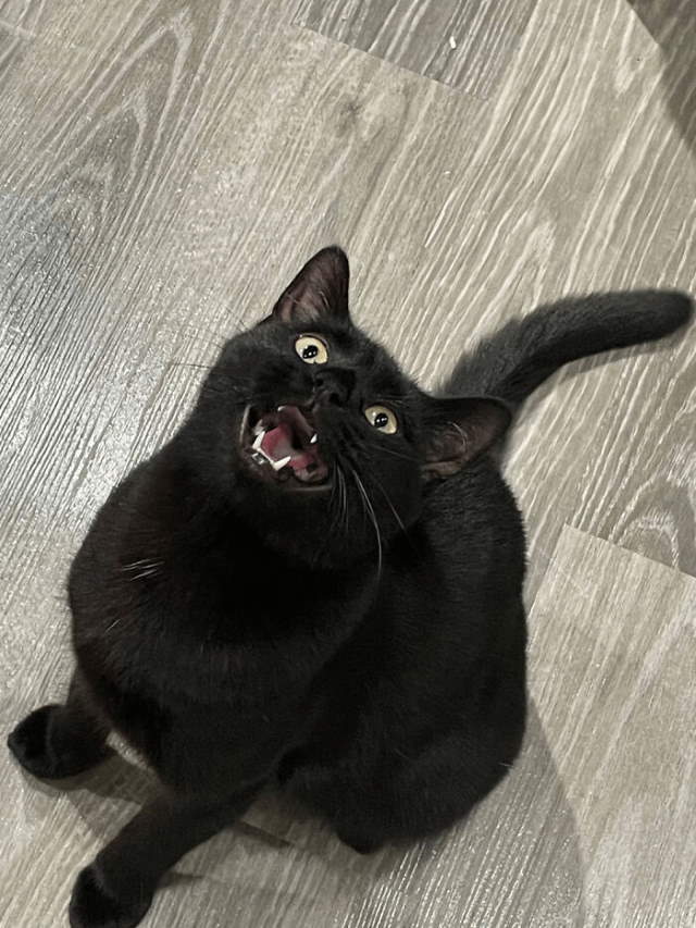 Shangrala's New Cat Owner's Stories!