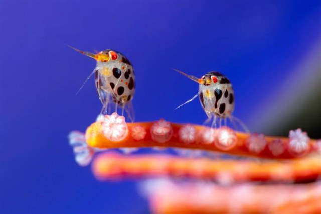 Shangrala's Ocean Photo Winners 2025