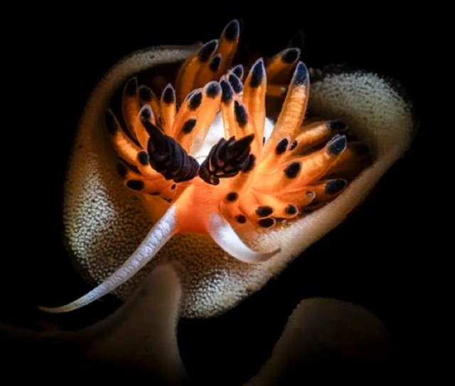Shangrala's Ocean Photo Winners 2025
