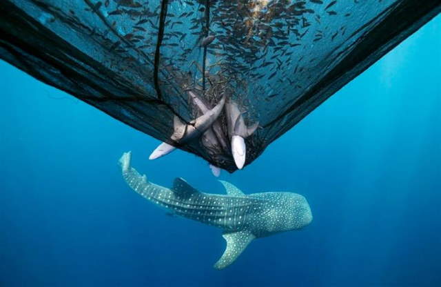 Shangrala's Ocean Photo Winners 2025