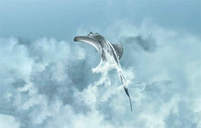 Shangrala's Ocean Photo Winners 2025