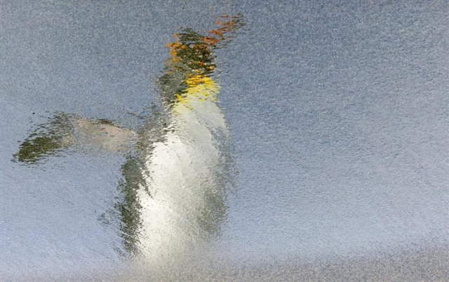 Shangrala's Ocean Photo Winners 2025
