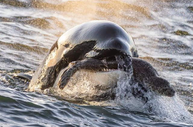 Shangrala's Ocean Photo Winners 2025