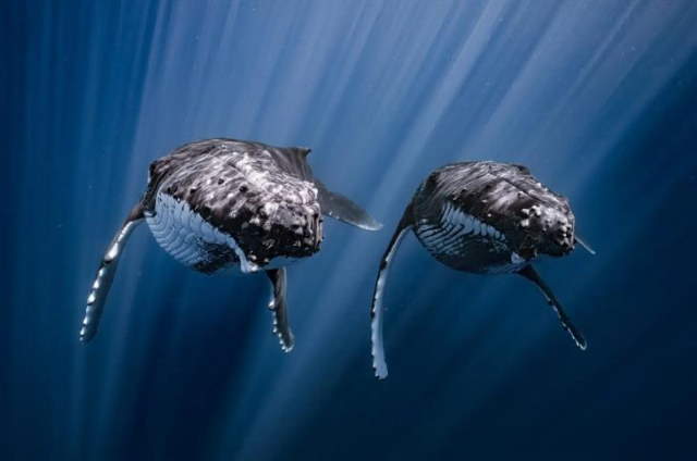 Shangrala's Ocean Photo Winners 2025