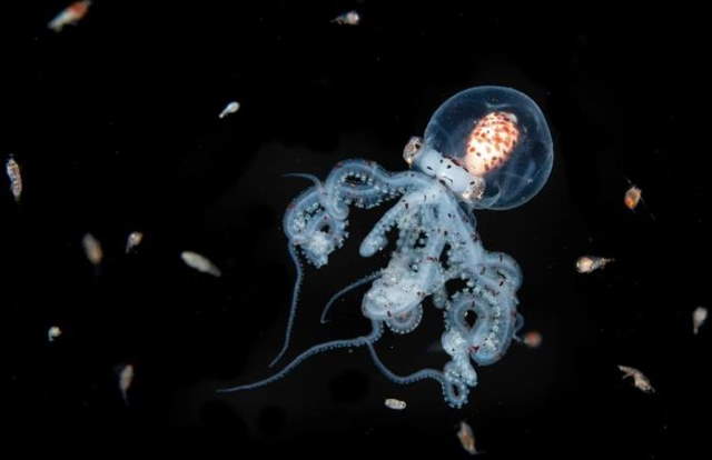 Shangrala's Ocean Photo Winners 2025