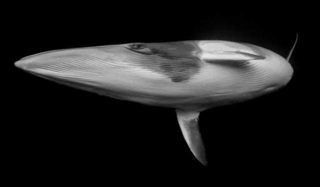 Shangrala's Ocean Photo Winners 2025