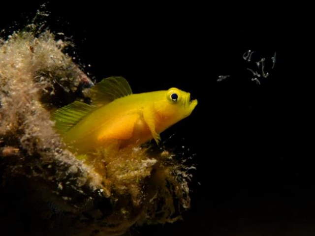 Shangrala's Ocean Photo Winners 2025