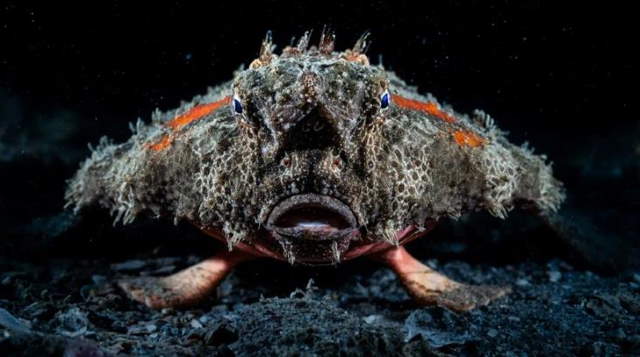 Shangrala's Ocean Photo Winners 2025