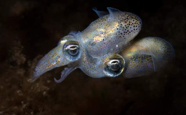 Shangrala's Ocean Photo Winners 2025