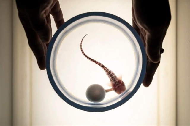 Shangrala's Ocean Photo Winners 2025