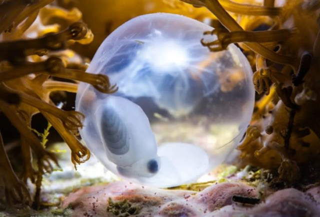 Shangrala's Ocean Photo Winners 2025