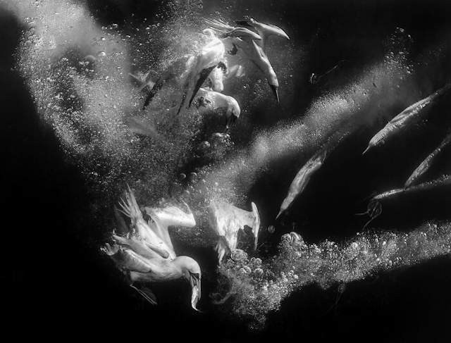 Shangrala's Siena Photo Awards 2