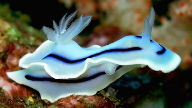 Shangrala's Beautiful Sea Slugs