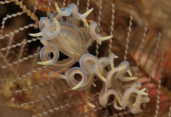 Shangrala's Beautiful Sea Slugs