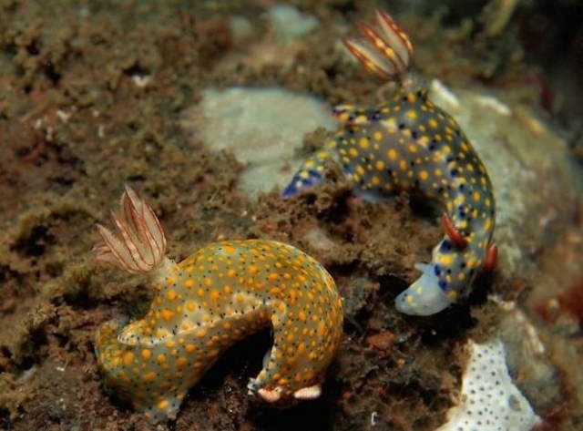 Shangrala's Beautiful Sea Slugs