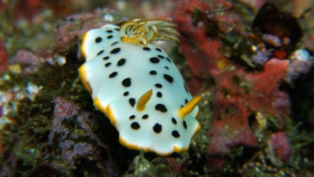 Shangrala's Beautiful Sea Slugs