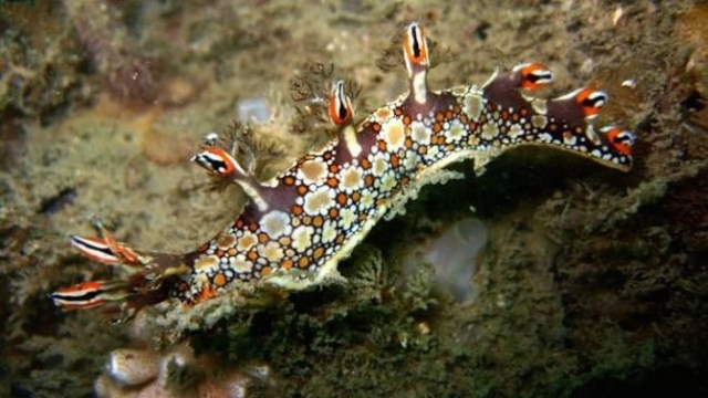Shangrala's Beautiful Sea Slugs