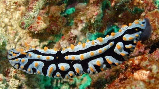Shangrala's Beautiful Sea Slugs