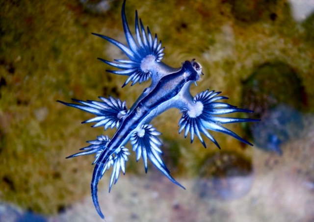 Shangrala's Beautiful Sea Slugs