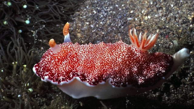 Shangrala's Beautiful Sea Slugs