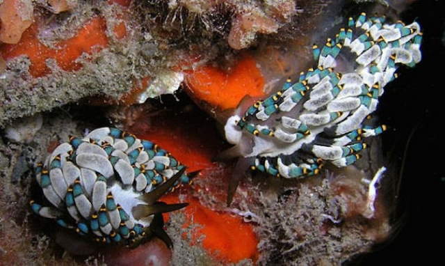 Shangrala's Beautiful Sea Slugs