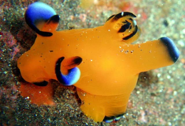 Shangrala's Beautiful Sea Slugs