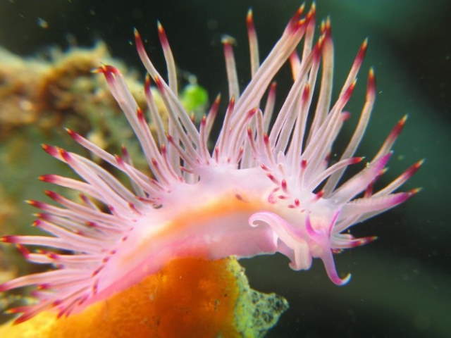 Shangrala's Beautiful Sea Slugs