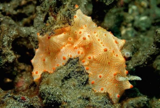 Shangrala's Beautiful Sea Slugs