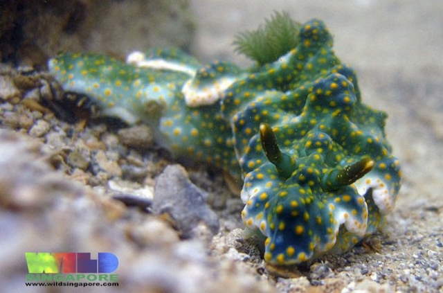 Shangrala's Beautiful Sea Slugs