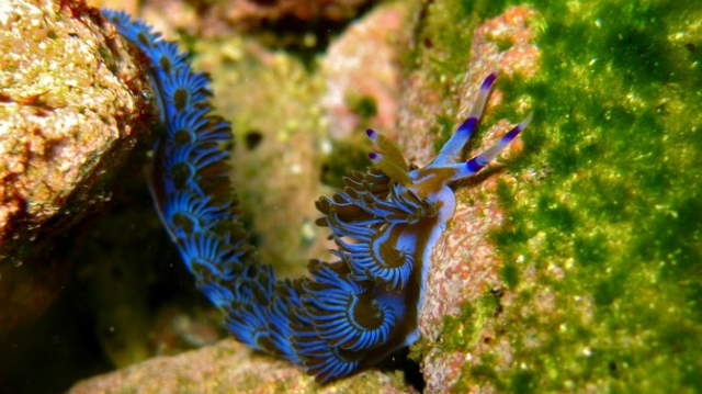 Shangrala's Beautiful Sea Slugs