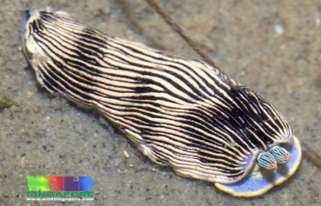 Shangrala's Beautiful Sea Slugs